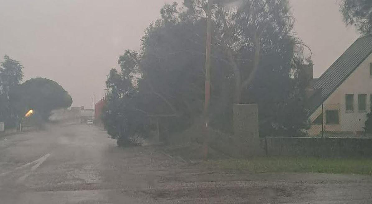 Maltempo nel Ferrarese, vento e disagi: interventi e strade interrotte