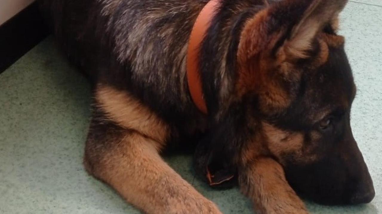 
	La cucciola di Pastore tedesco

