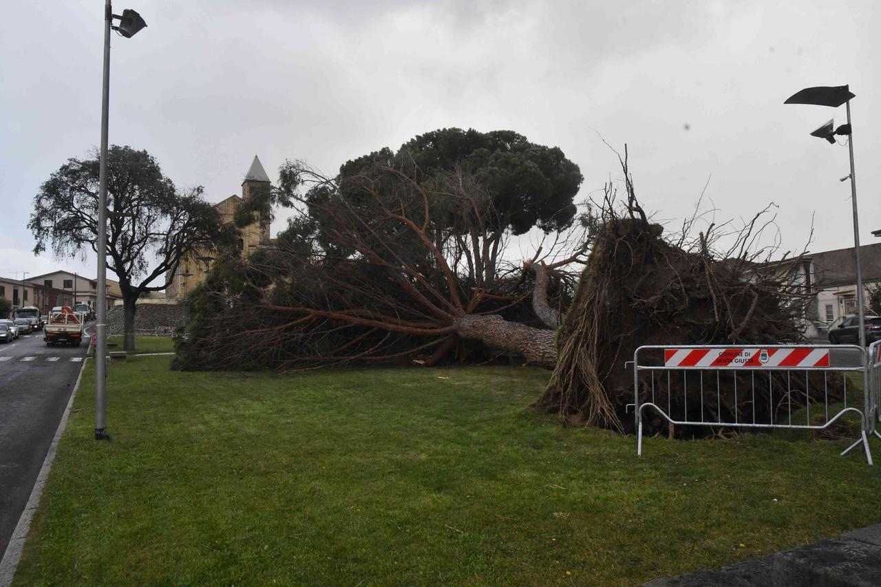 Tragedia sfiorata di fronte alla basilica, un enorme pino si abbatte a pochi passi dalla scalinata