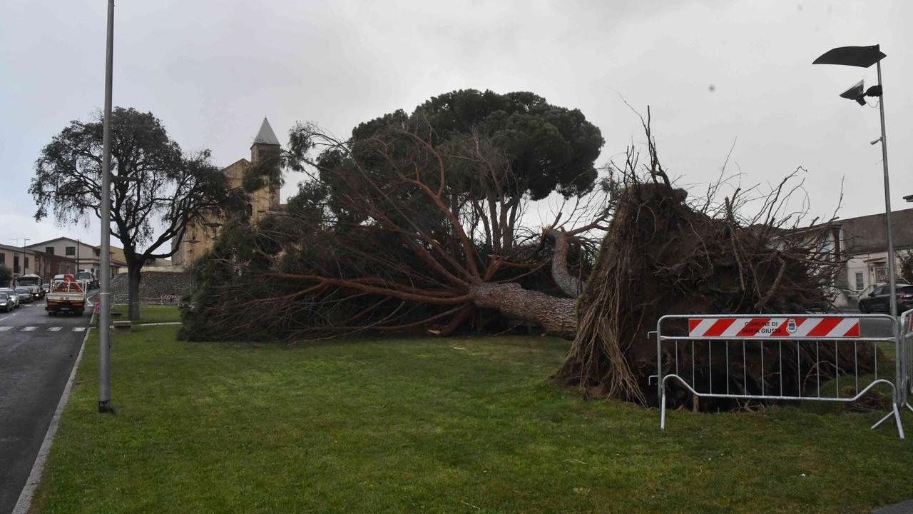 Tragedia sfiorata di fronte alla basilica, un enorme pino si abbatte a pochi passi dalla scalinata