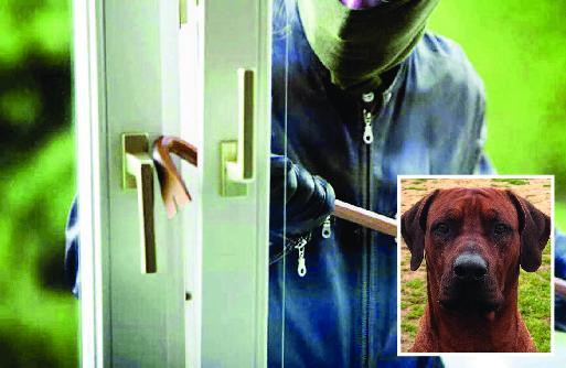 Grosseto, colpo da 90mila euro in casa dell'avvocato e cane aggredito. Lo sfogo: «Caso "mollato" dopo 19 giorni»