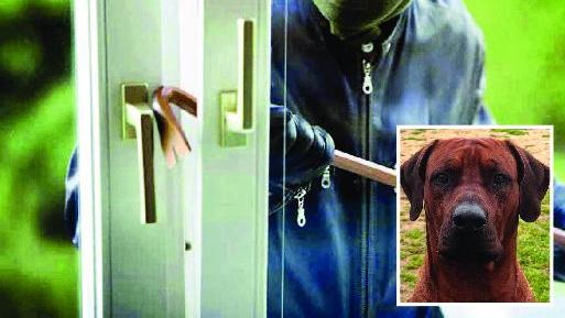 Nella foto un malvivente che commette un’effrazione (ricostruzione d’archivio). Nel riquadro il cane Rocky