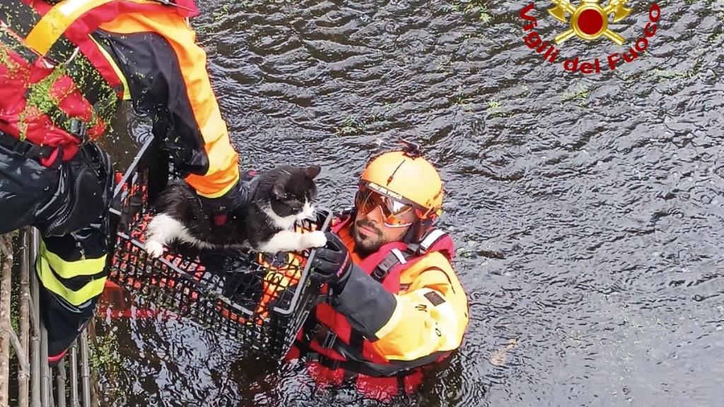 Precipita in uno scantinato allagato e rischia di annegare, gatto salvato dai vigili del fuoco
