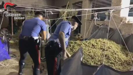 Telti il blitz dei carabinieri in località "Andrieddu"