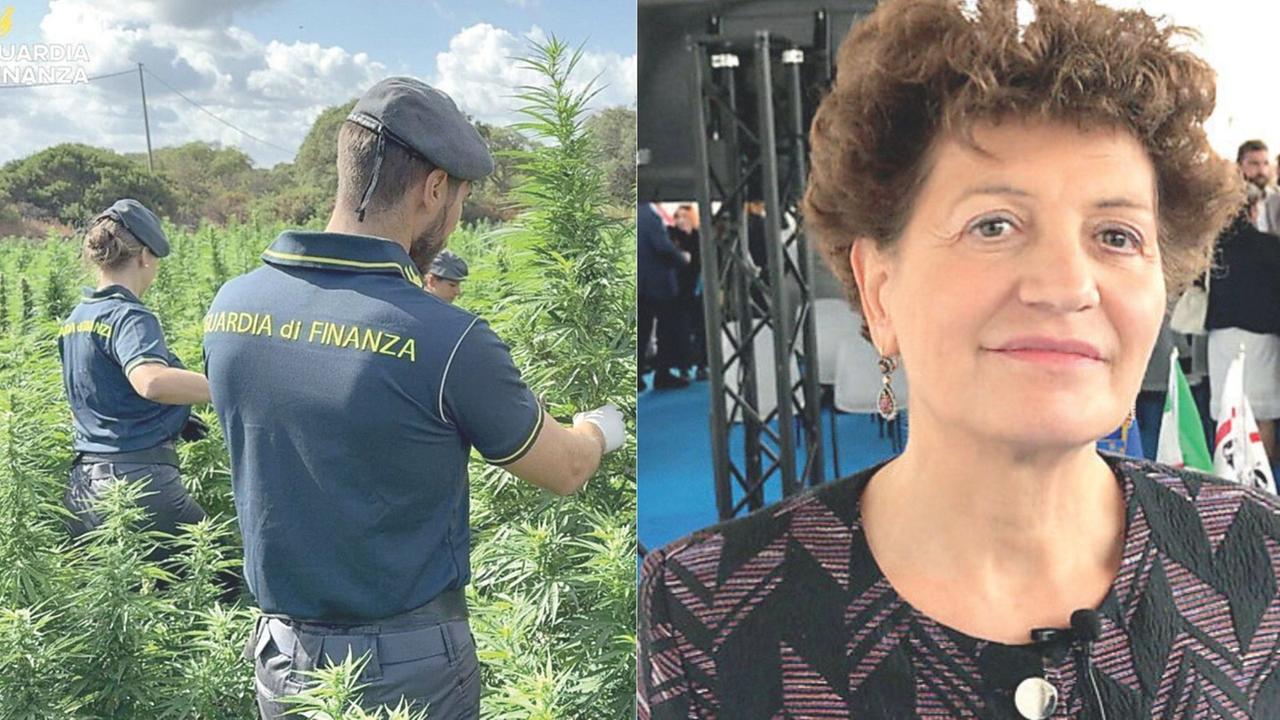 Criminalità e droga, la sociologa: «Le maxi piantagioni stanno cambiando l’isola: meno biodiversità e più paura»