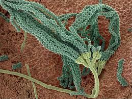 Microbi, ricerca e imprese: il ruolo chiave di Sassari nella rete nazionale