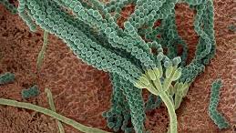 Microbi, ricerca e imprese: il ruolo chiave di Sassari nella rete nazionale