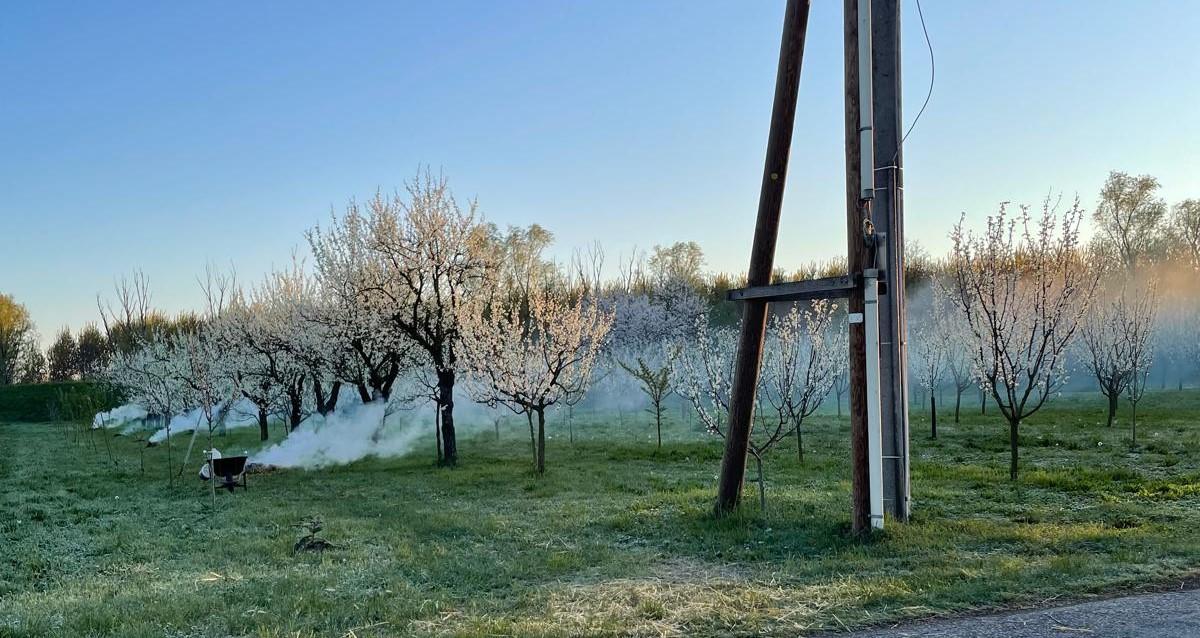 Fuochi nei frutteti per salvare i raccolti dalle gelate: a Lentigione si protegge così la prugna zucchella