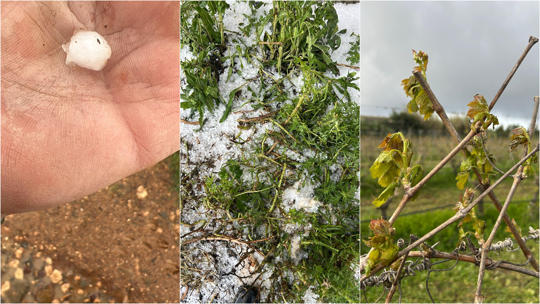 Grandine, gelate e forte vento: viticoltori di nuovo in ginocchio. Allarme Coldiretti: «Annata a rischio»