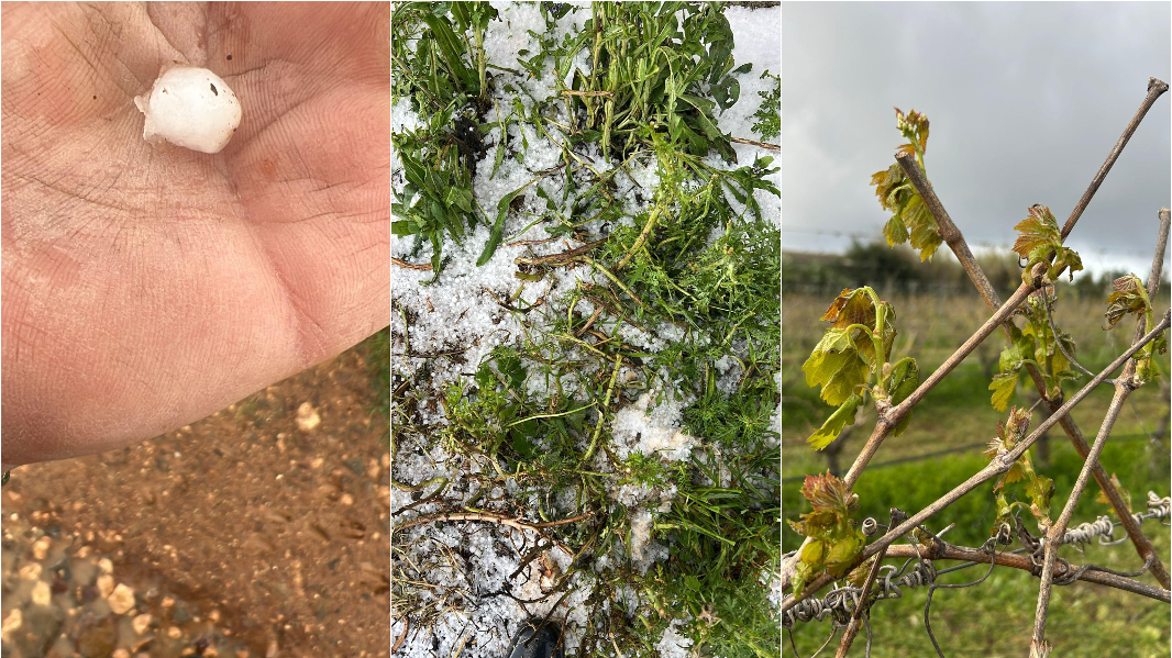 Grandine, gelate e forte vento: viticoltori di nuovo in ginocchio. Allarme Coldiretti: «Annata a rischio»