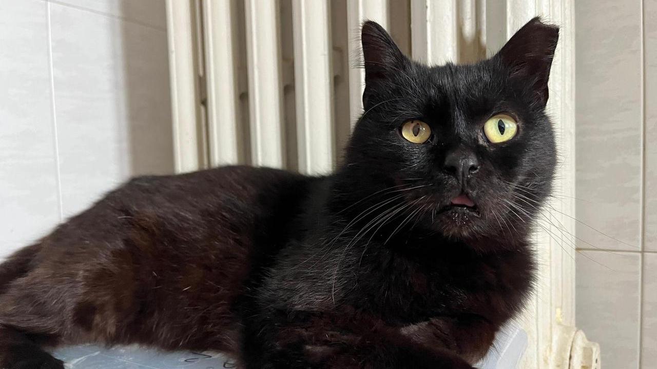 Gattopoli, più di un rifugio per mici. L’appello: «Cerchiamo volontari»