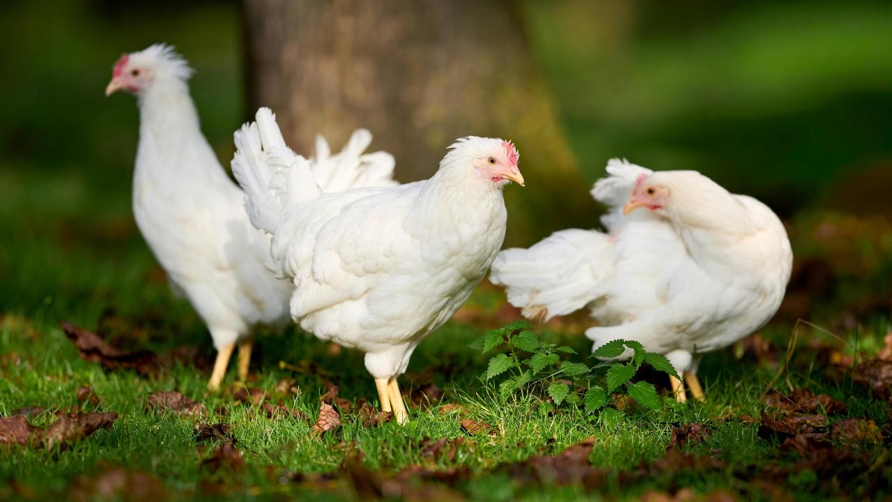 Focolaio di aviaria in Toscana 