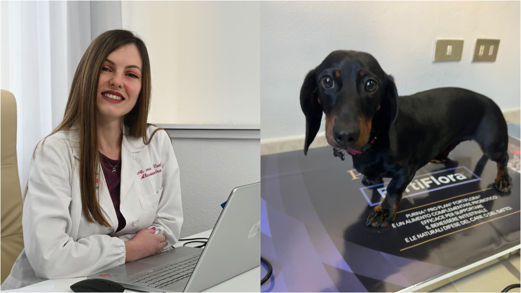 Cani, gatti e diete su misura nella ciotola: «Se mangiano meglio, vivono più a lungo» – I consigli della nutrizionista