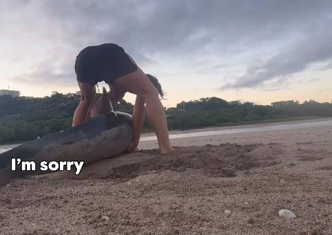 Delfino spiaggiato circondato da sei avvoltoi: il suo pianto disperato richiama qualcuno  – Ecco chi lo salva dalla morte