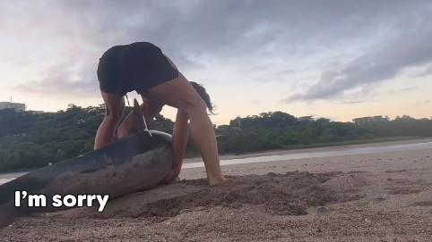 Delfino spiaggiato circondato da sei avvoltoi: il suo pianto disperato richiama qualcuno – Ecco chi lo salva dalla morte