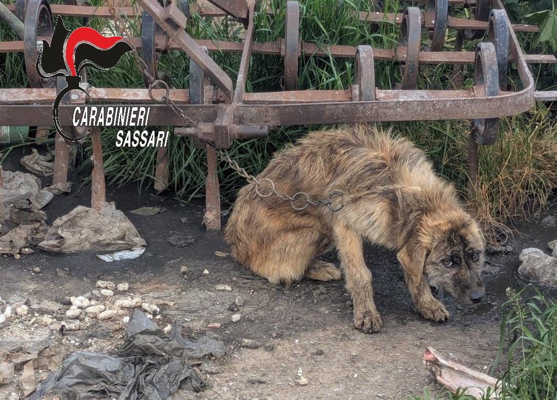 Ossi, cane denutrito e incatenato: salvato dai carabinieri