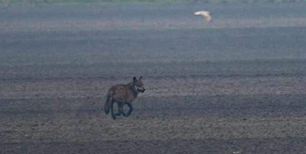 Monitoraggio lupi a Ferrara: le segnalazioni ora anche sul web