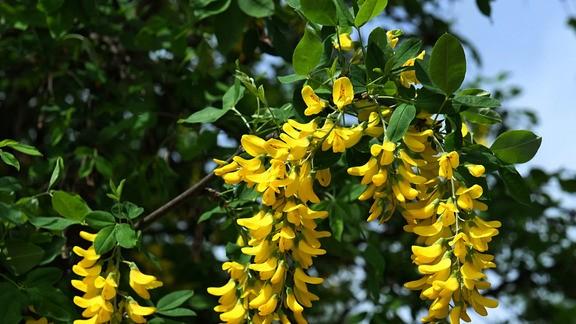 Smettere di fumare in 25 giorni: in Italia il primo farmaco rimborsabile dal servizio sanitario – Che cos’è e come funziona