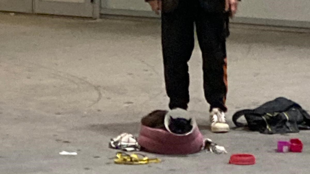 La gatta fuori dal centro commerciale Maremà