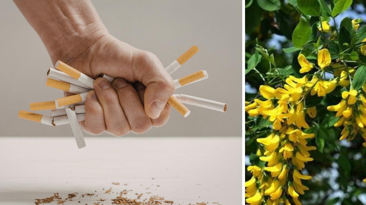 La citisina agisce sugli stessi recettori attivati dalla nicotina