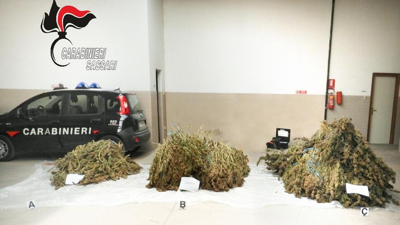 Allevatore in manette: nel suo ovile erano state trovate 1.170 piante di canapa – Cosa è successo