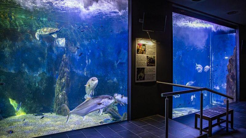 Acquario di Cala Gonone, al via la nuova stagione