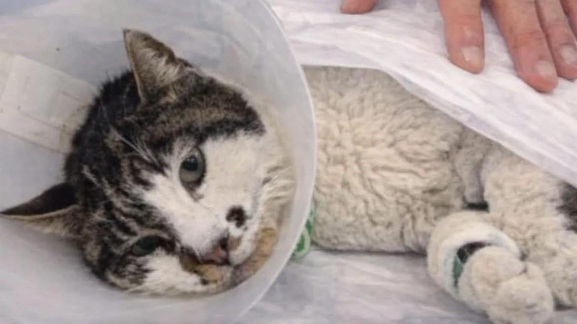 Rosi, la gattina stuprata e torturata, rischia morire, ha bisogno di una trasfusione urgente – Cosa è successo
