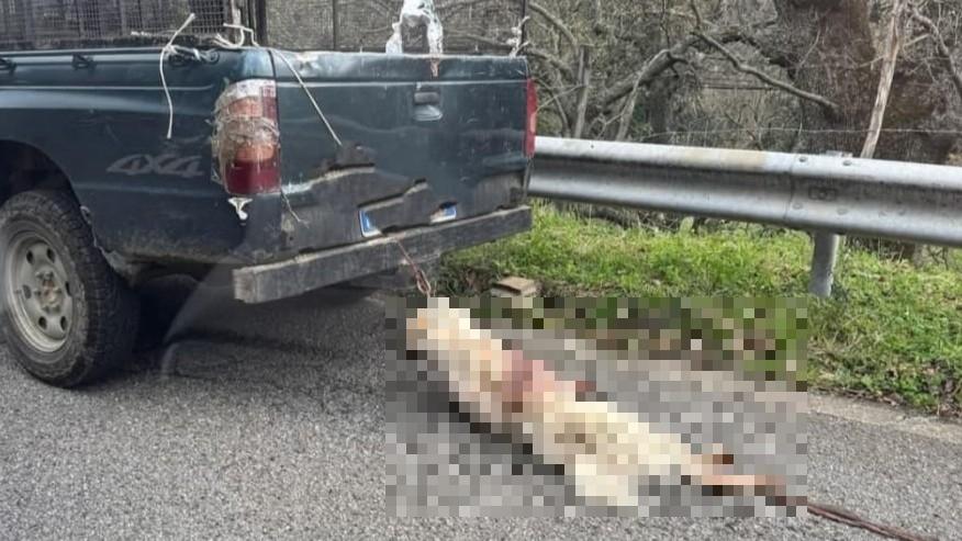 Un cane legato per il collo e trascinato da un pick up – La foto choc