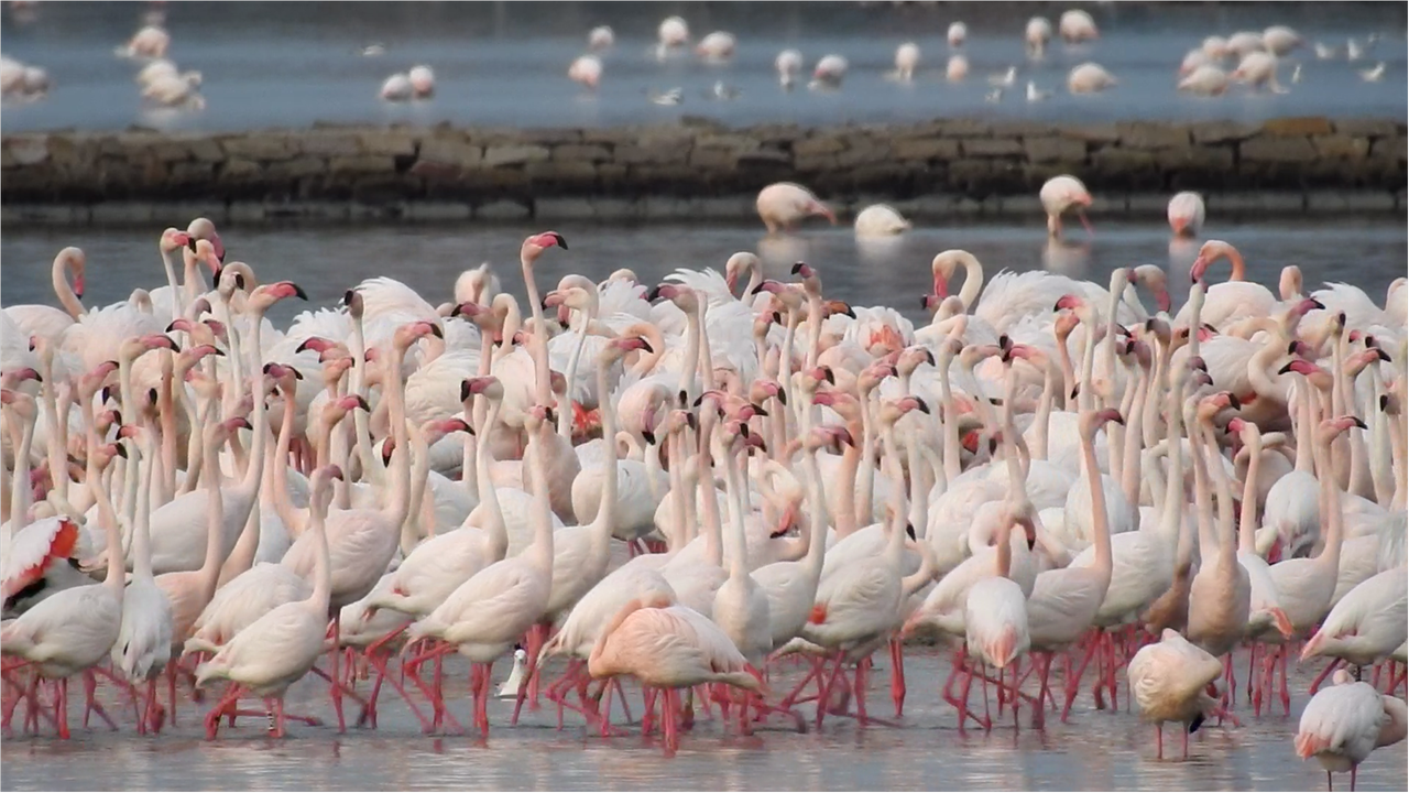 Parco di Molentargius, la stagione dell’amore dei fenicotteri accende i riflettori: teleobiettivi puntati sui nidi di 2mila esemplari – VIDEO