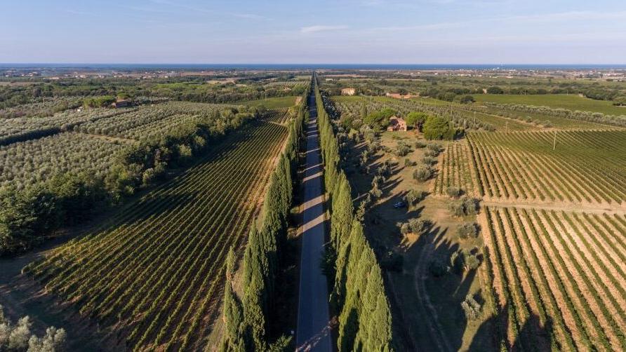 Il famoso viale dei cipressi di Bolgheri