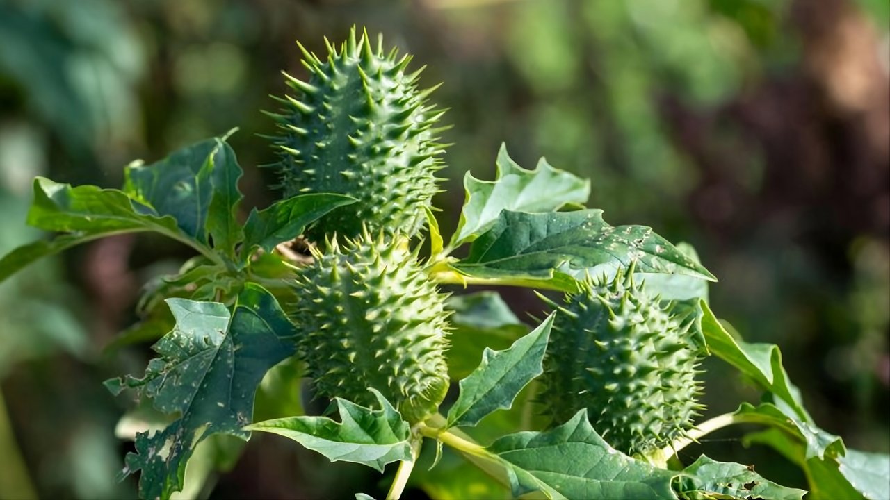 Madre e figlia avvelenate dopo un pranzo: cos’è la ricina, effetti e perché è così letale