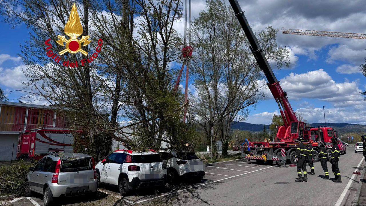 Il pioppo caduto in via Liguria a Empoli