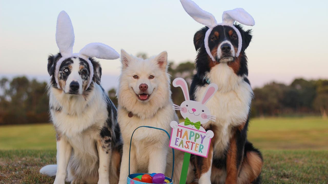 Gite di Pasqua e uova al cioccolato: ecco a cosa fare attenzione con Fido