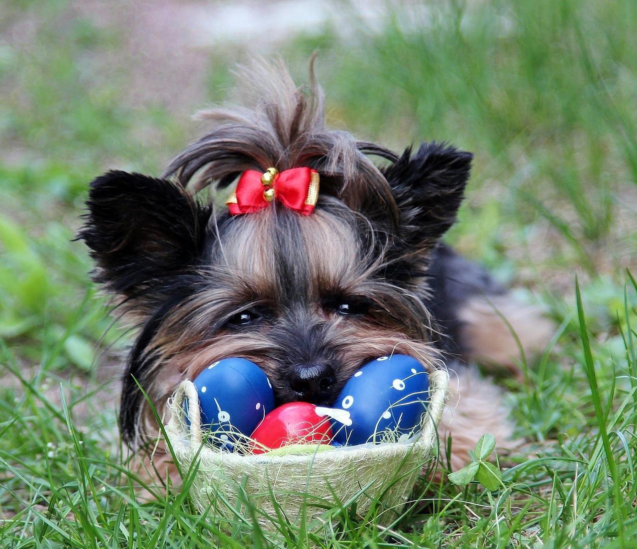 Gite di Pasqua e uova al cioccolato: ecco a cosa fare attenzione con Fido