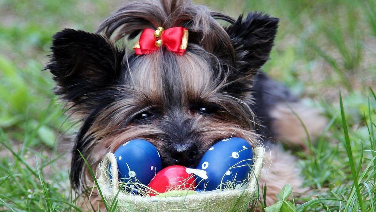 Gite di Pasqua e uova al cioccolato: ecco a cosa fare attenzione con Fido