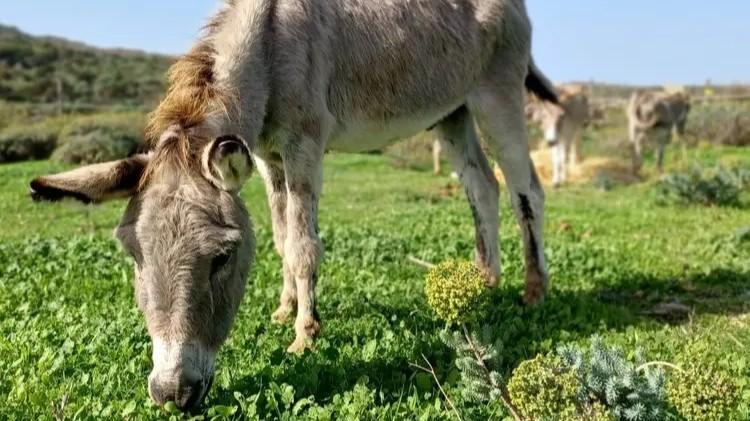 Addio a Severino, l’asinello grigio per 32 anni “boss” dell’Asinara