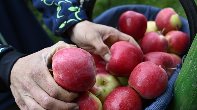 Job Day a Portomaggiore: «Così contrastiamo il caporalato»