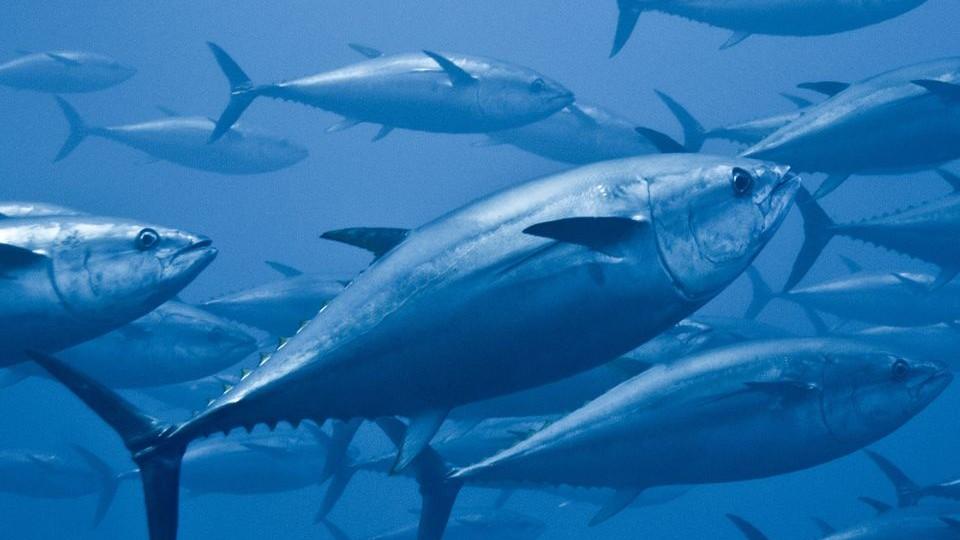 Tonno rosso, approvato il decreto del ministero in sostegno dei pescatori: ecco cosa prevede