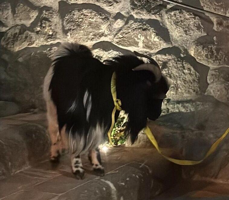 
	L'animale recuperato

