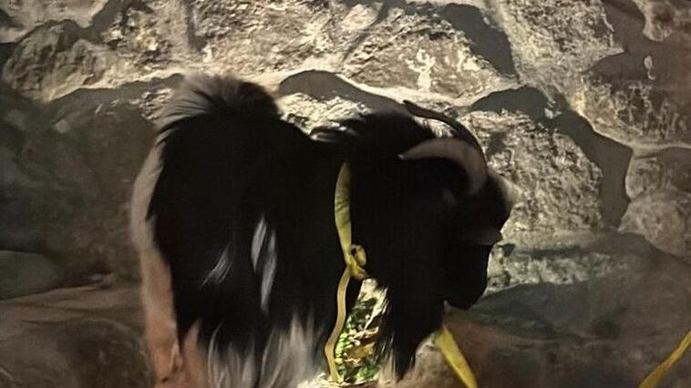 L'animale recuperato