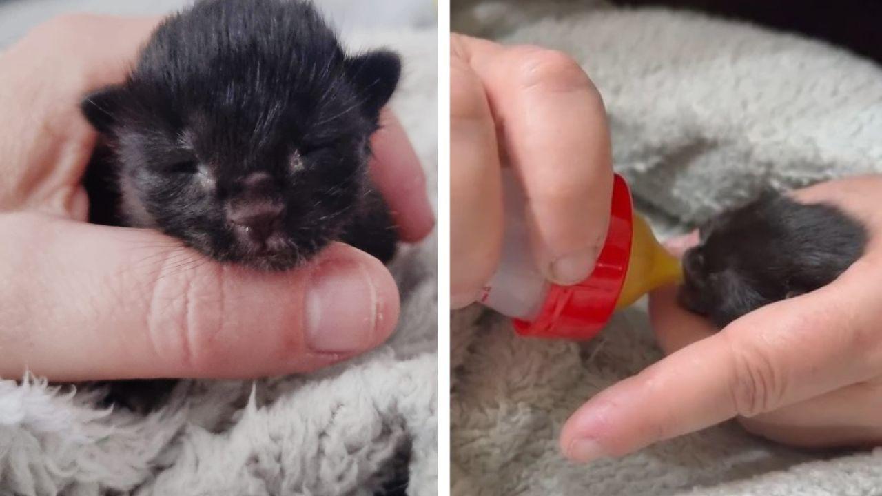 
	Il gattino lanciato gi&ugrave; da un&rsquo;auto a Barbaruta, soccorso&nbsp;da Antonella Blanchard, ora &egrave; accudito da Daniela Seravalle

