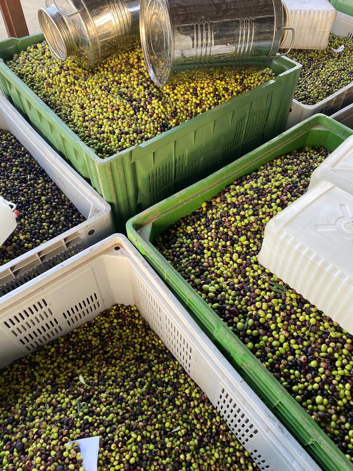 La grande crisi del settore olivicolo. Due terzi del raccolto sono spariti – Qual è il territorio più in crisi