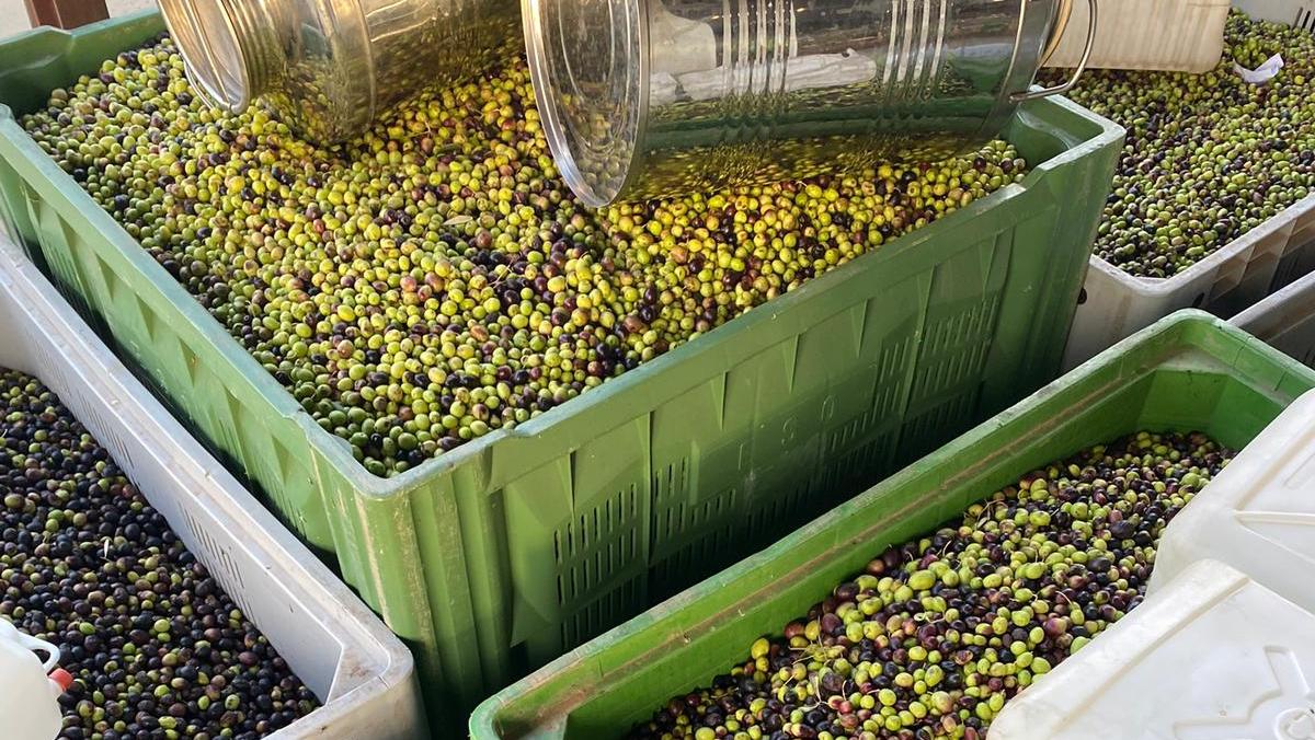 La grande crisi del settore olivicolo. Due terzi del raccolto sono spariti – Qual è il territorio più in difficoltà