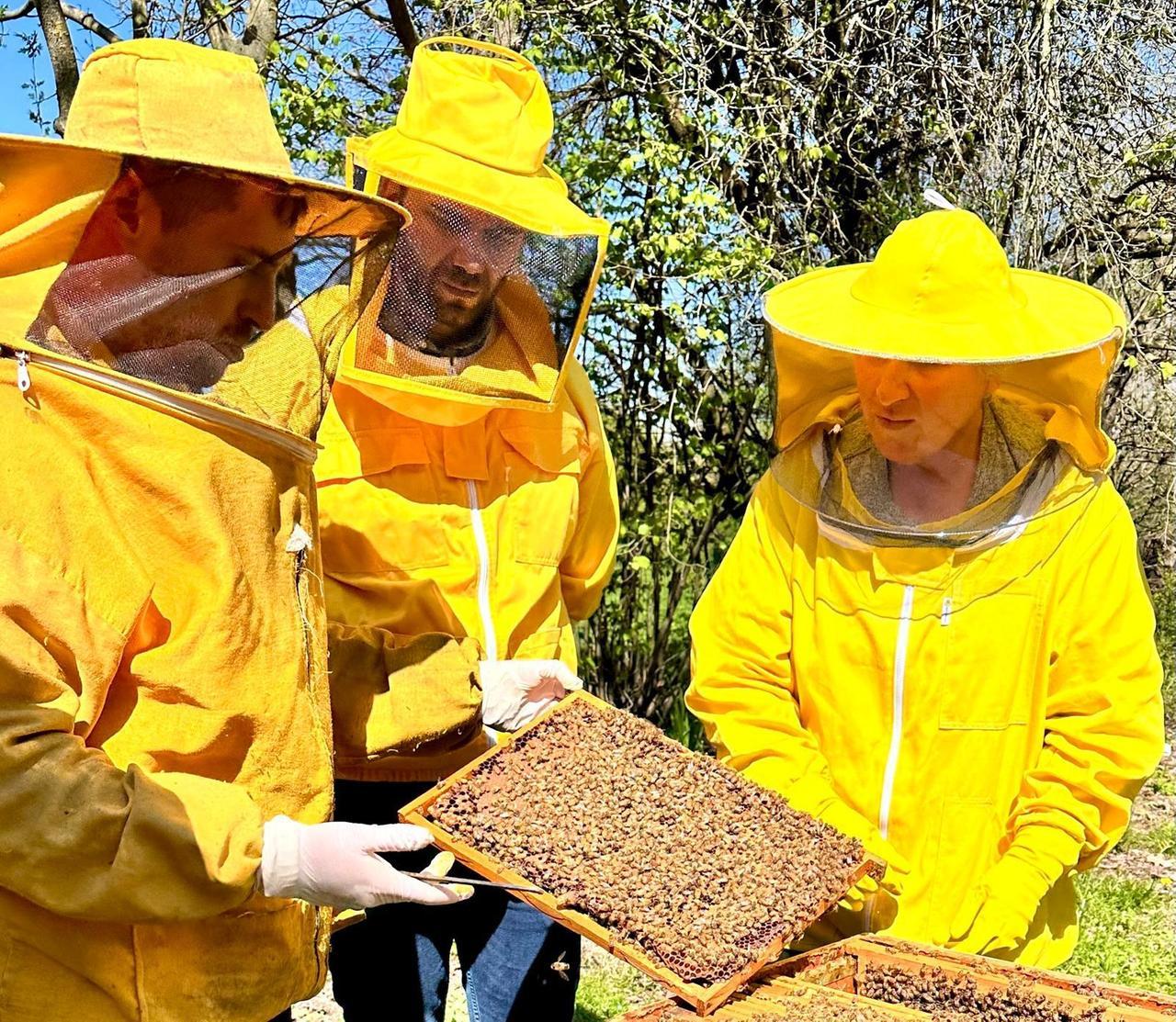 Cavriago si prende cura delle api: nasce l’apiario comunale