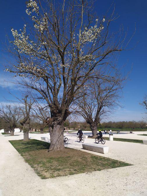 Il “gelsiliegio” di Rivalta: l’albero doppio che sorprende al parco della Reggia. E che può diventare un’attrazione