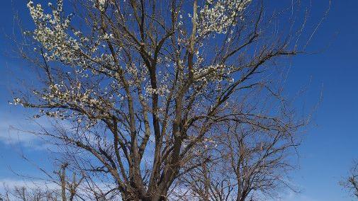 Il “gelsiliegio” di Rivalta: l’albero doppio che sorprende al parco della Reggia. E che può diventare un’attrazione