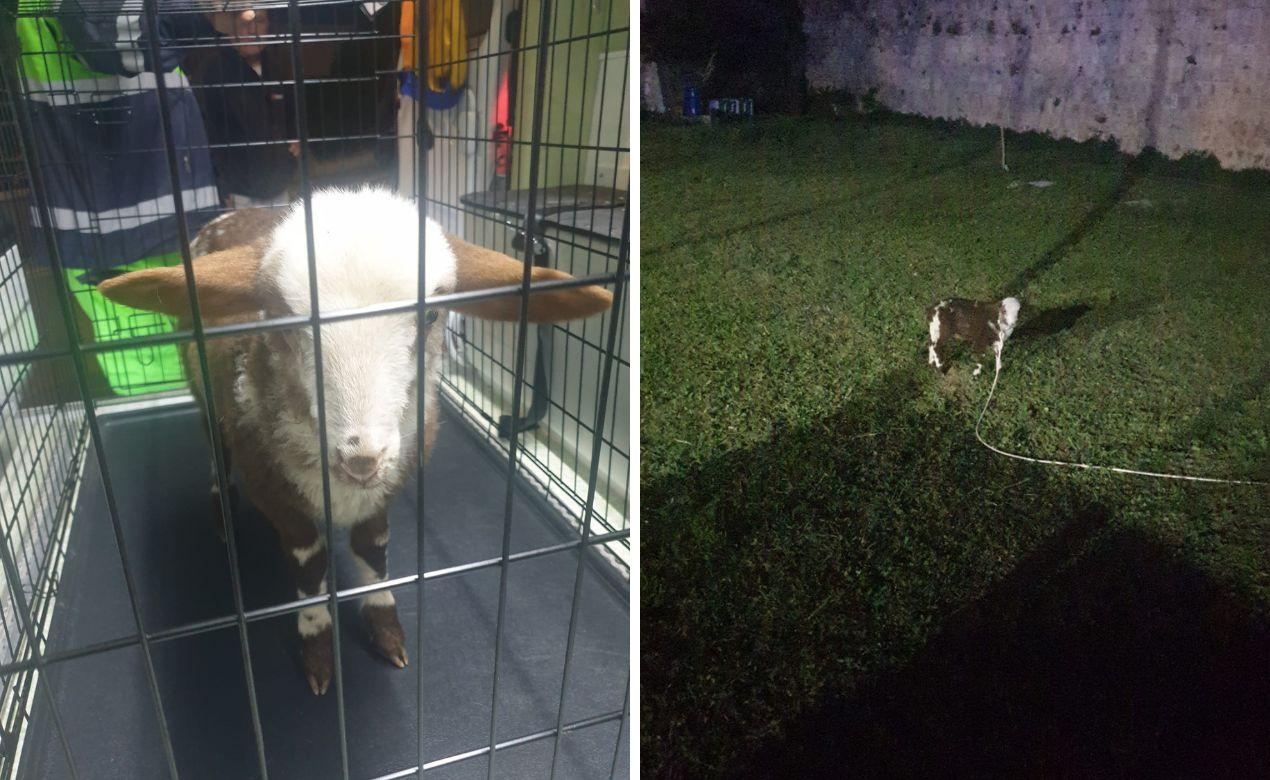 Livorno, Anpana salva un agnellino la sera di Pasqua