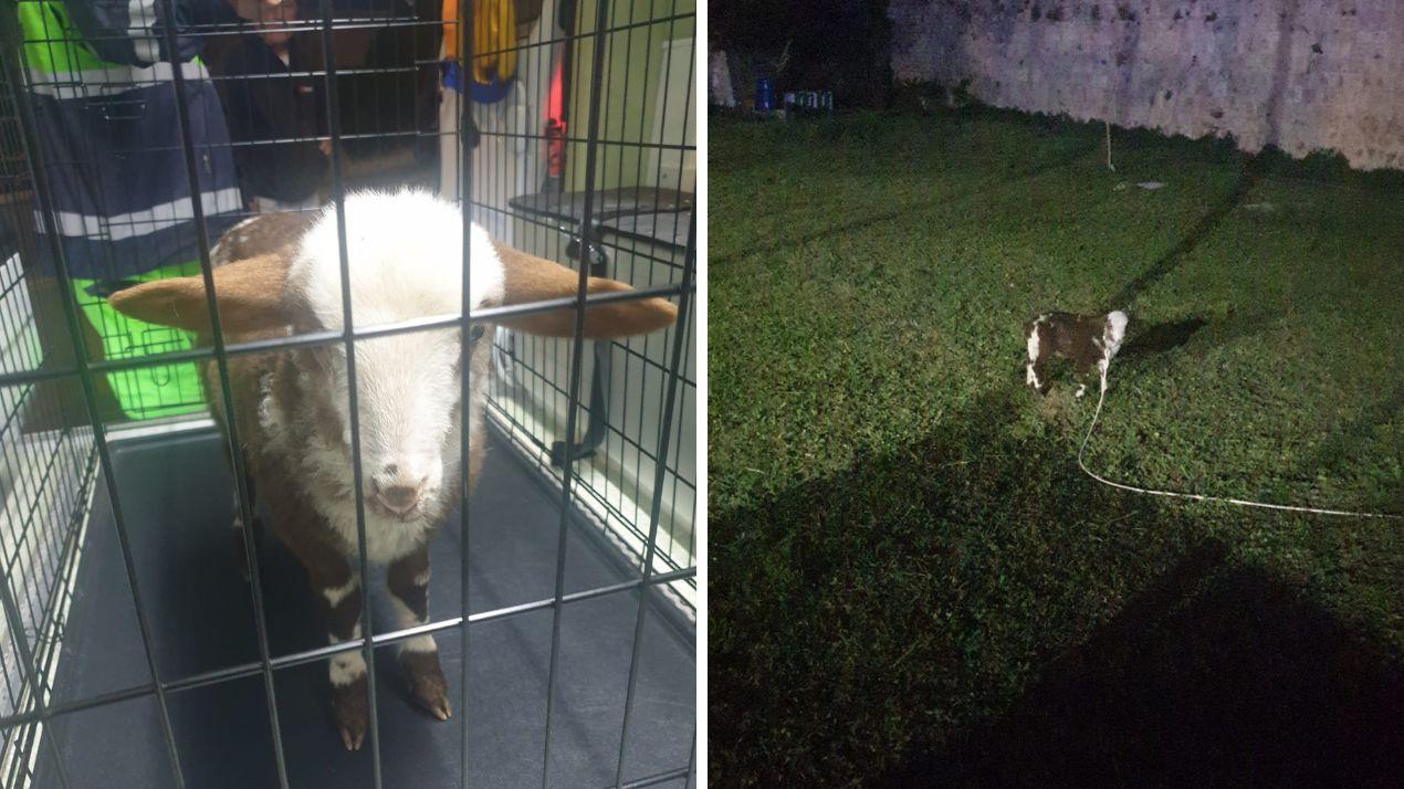 Livorno, Anpana salva un agnellino la sera di Pasqua