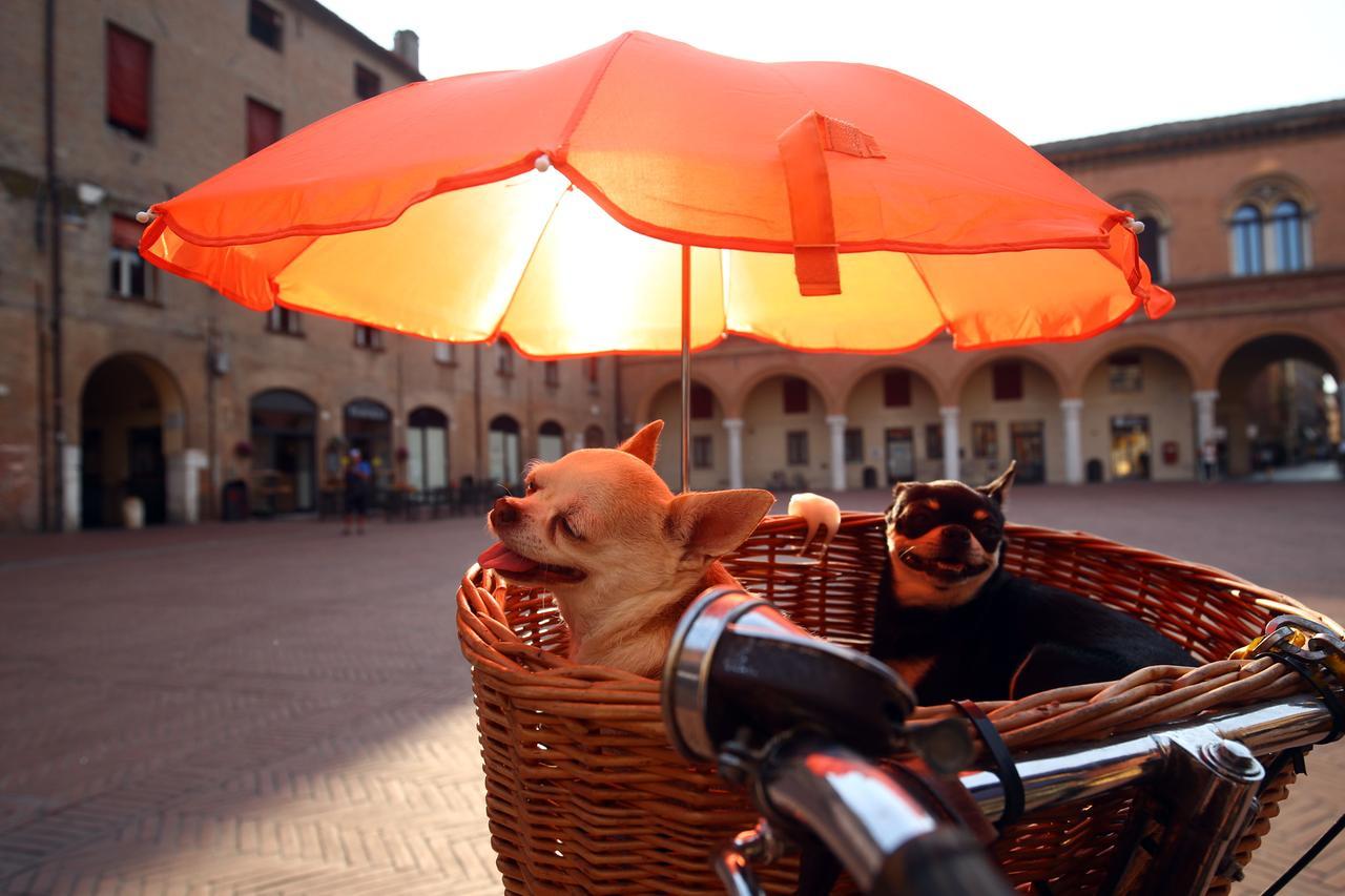 Animali da compagnia, i modenesi spendono 100 milioni all’anno