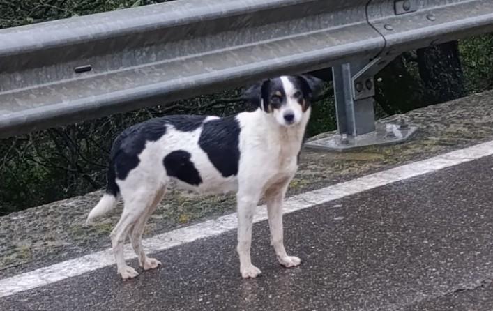 La cagnolina abbandonata ha paura di tutti, il sindaco vieta di darle da bere e mangiare: l’ordinanza scatena le polemiche – Il caso in Sardegna